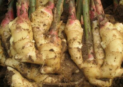 种生姜的最佳时间是什么时候,家庭种植生姜有哪些注意事项