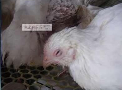 养殖户头疼是怎么回事,养殖户鸡两边眼睛肿怎么治疗呢