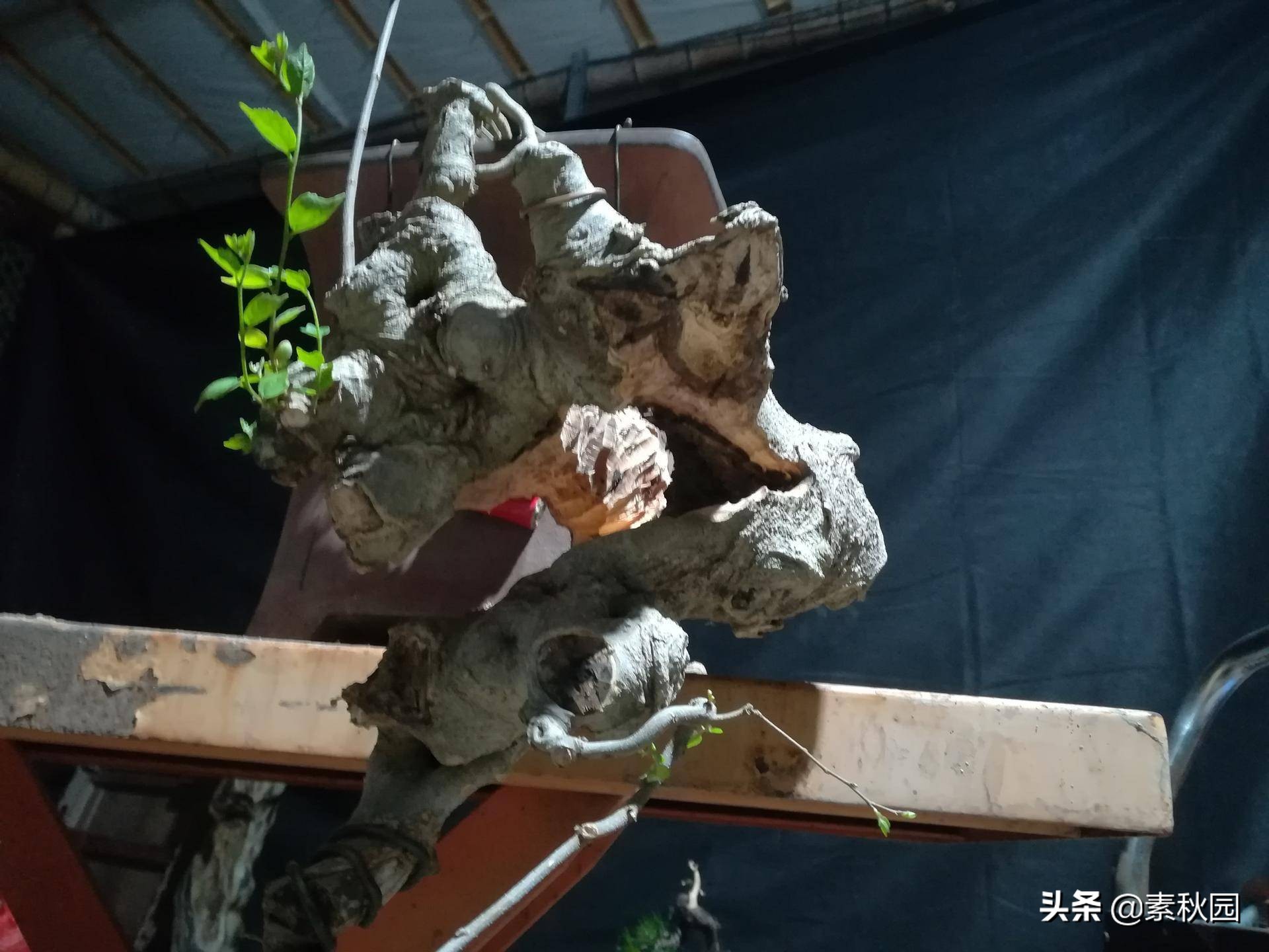 朴树盆景老桩夏季采挖与养坯,各种精品朴树盆景熟桩