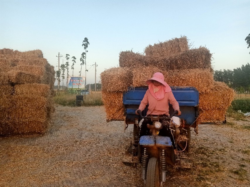 秸秆废物利用价格,湖北沙洋秸秆回收变废为宝