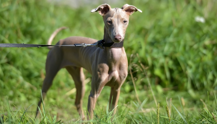 14种最稀有的犬种,14种极度稀有物种