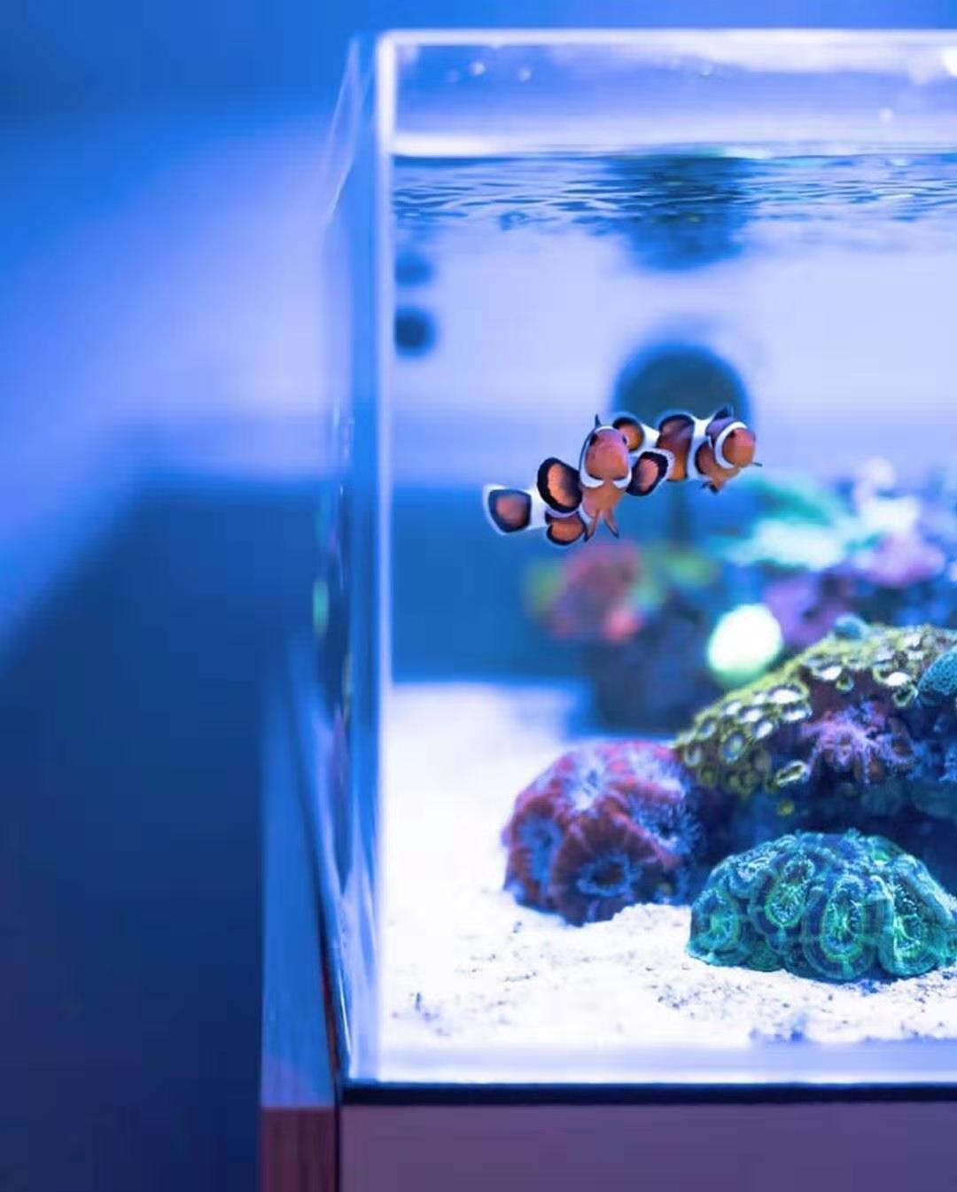 怎么养小丑鱼简单,怎么养出好小丑鱼