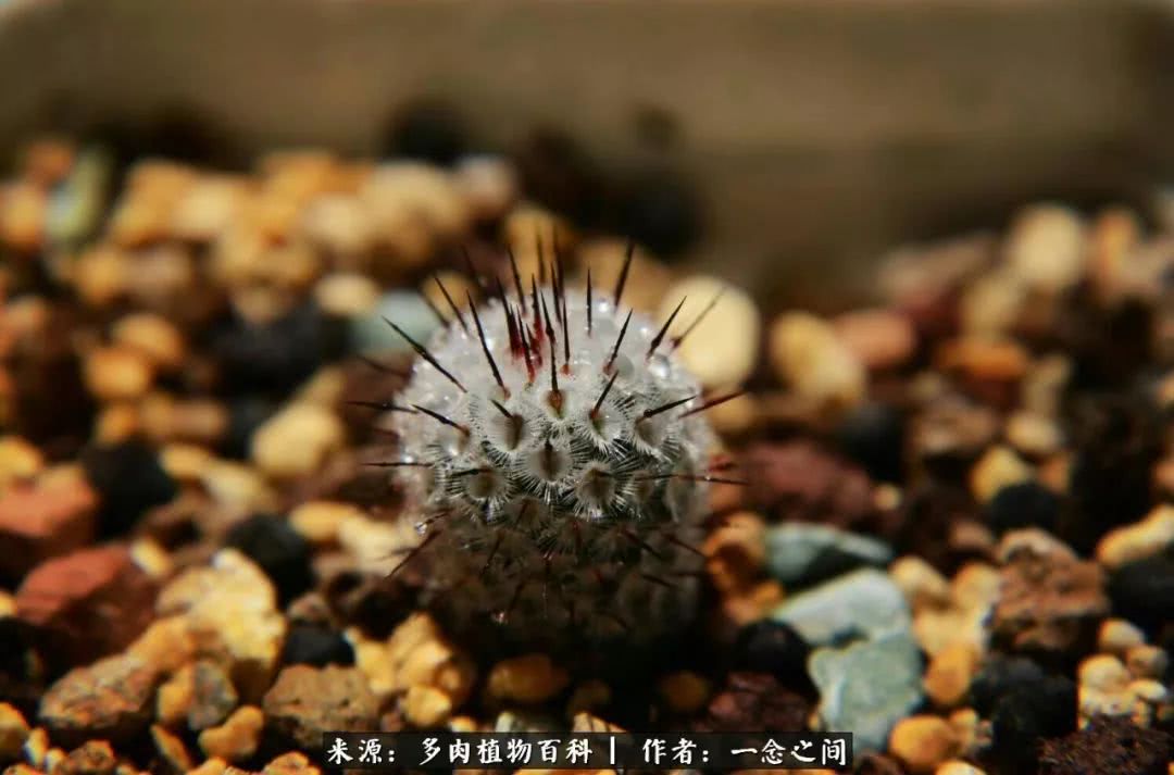 多肉牛群里的“七福神”（下）：男神篇！