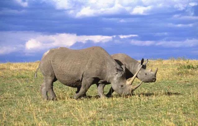 把犀牛倒吊,它们会难受吗?今年的搞笑诺贝尔奖有何新发现?