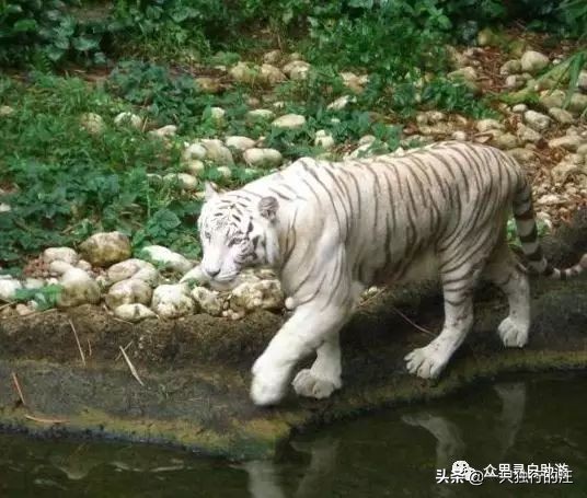 新加坡怎么玩必备攻略,新加坡的攻略