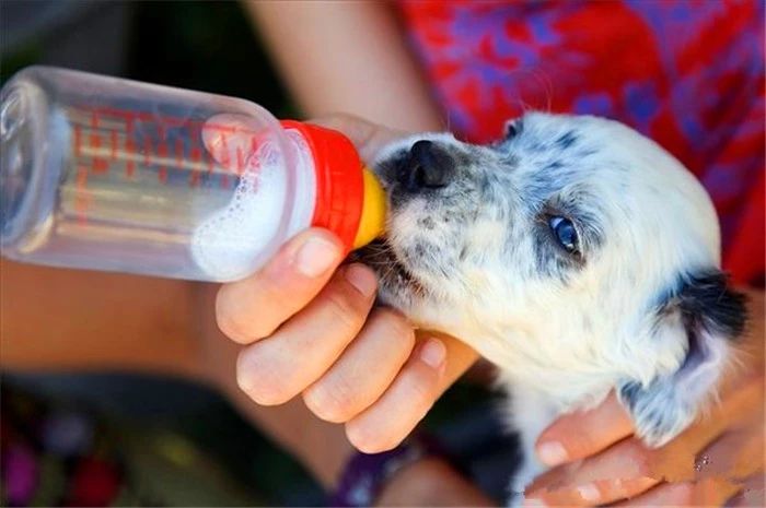 狗狗多大可以喝零乳糖的牛奶,辟谣狗不能喝牛奶