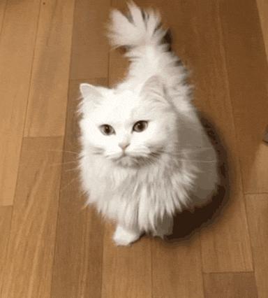 俄罗斯猫敢惹吗,俄罗斯猫有多凶猛