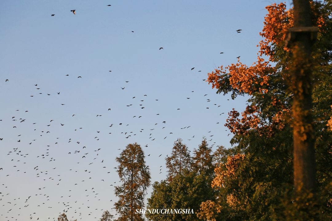 长沙旅游攻略必去的十大景点推荐,长沙旅游攻略必去十大景点免费
