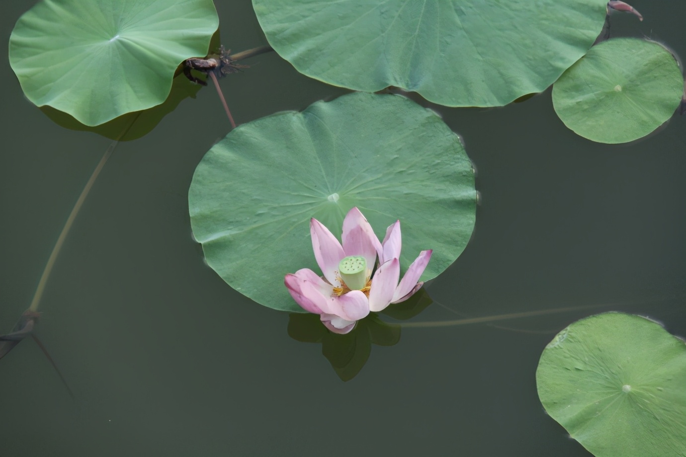 出淤泥而不染濯清涟而不妖原文,出淤泥而不染濯清涟而不妖行书