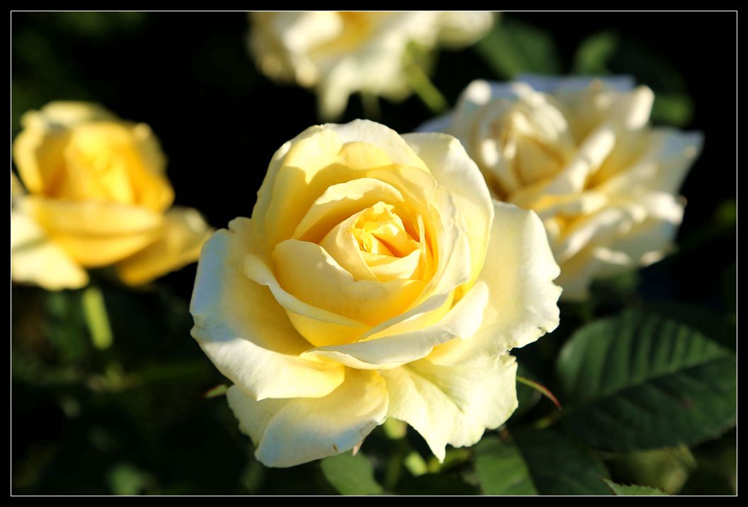 月季开花期怎么治虫害,月季花嫩芽长蚜虫打什么药