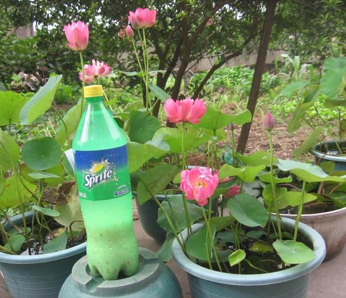 碗莲怎么养才能旺盛开花,碗莲怎么养才能养得好