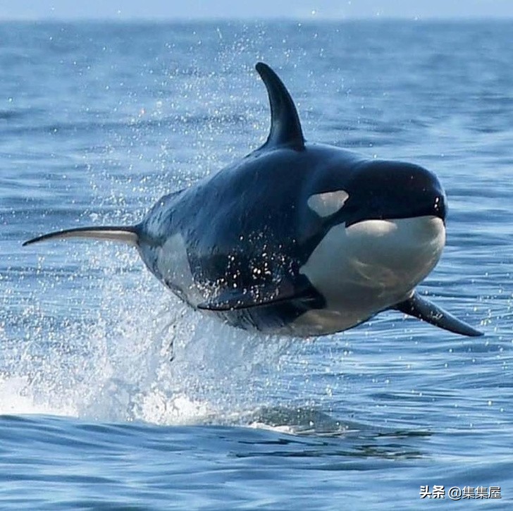 生物学的惊天大秘密,你不可不知的五十个生物学知识