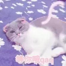 铲屎官常备的药,铲屎官该如何治疗和预防