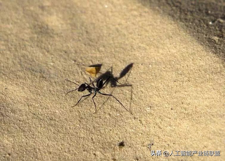 复眼偏振光导航，无GPS机器人也能回家