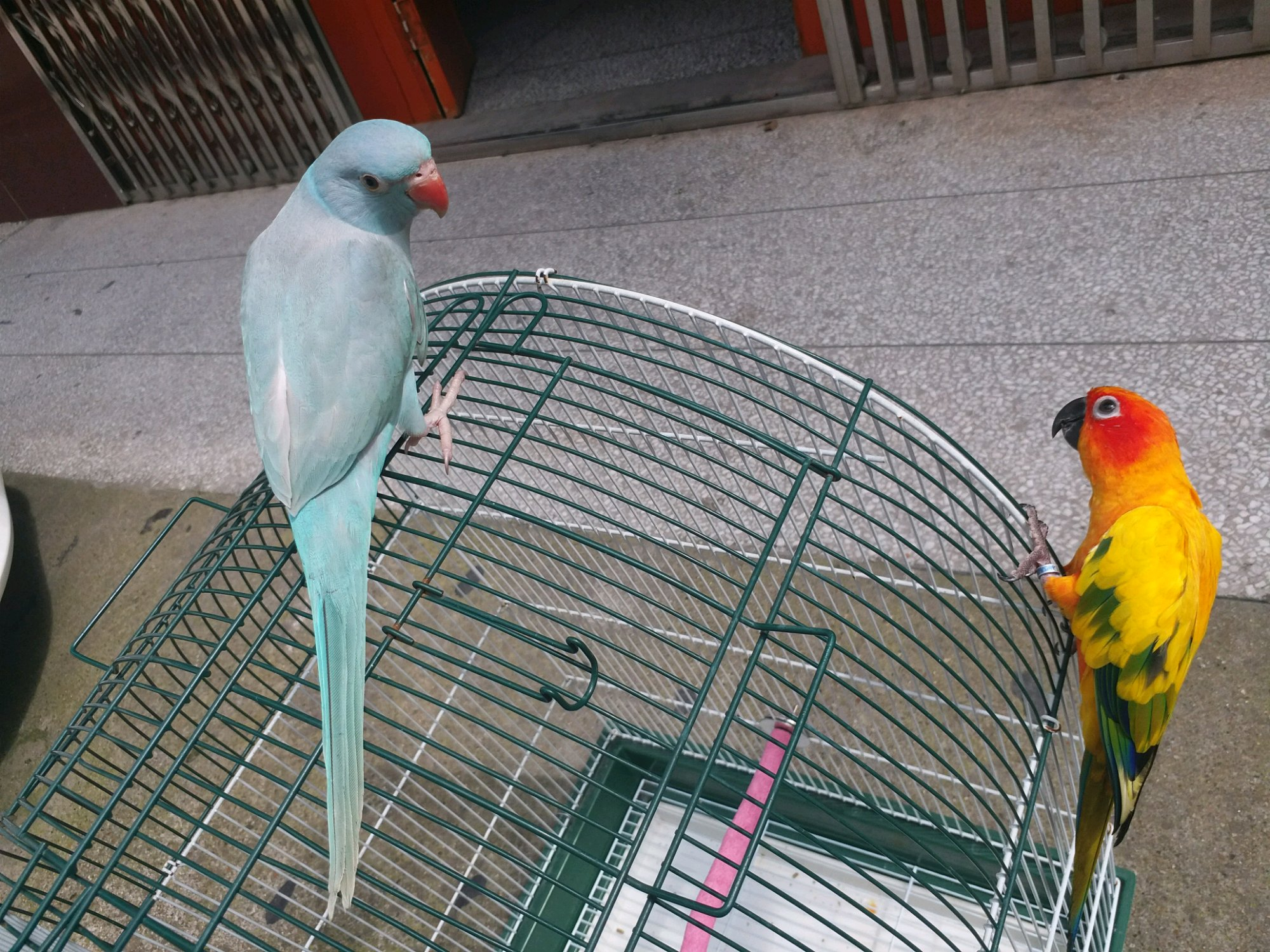 鹦鹉室内怎么排便的视频,鹦鹉怎么才能不乱拉屎