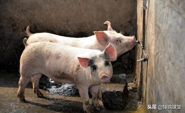 盐酸多西环素为什么叫强力霉素,盐酸多西环素胶囊是强力霉素吗