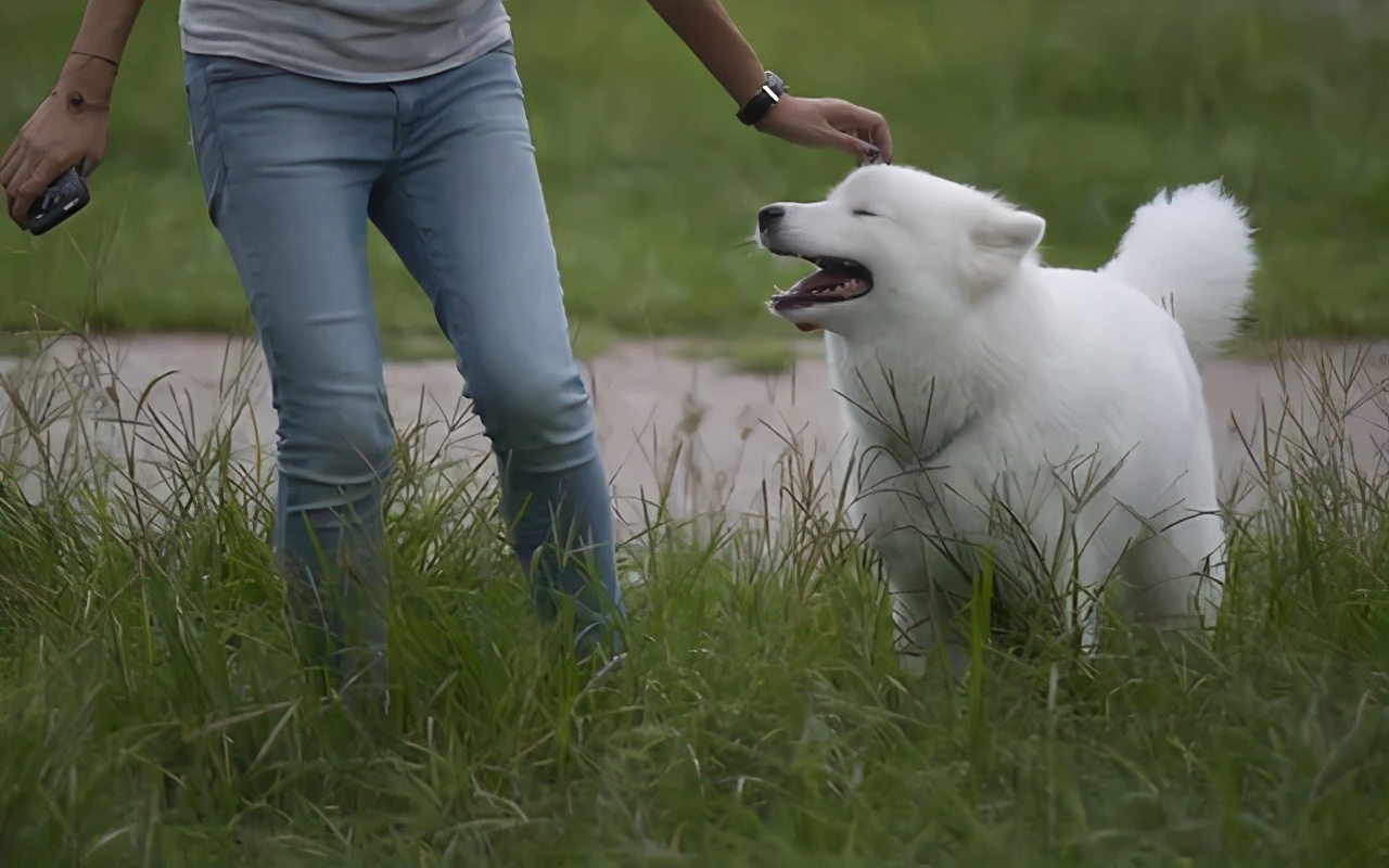 狗狗做错事假装把它丢出门外,狗子不听话可以送出去吓唬它吗