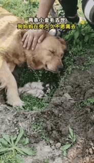 金毛生小狗难产,金毛幼犬细小死了