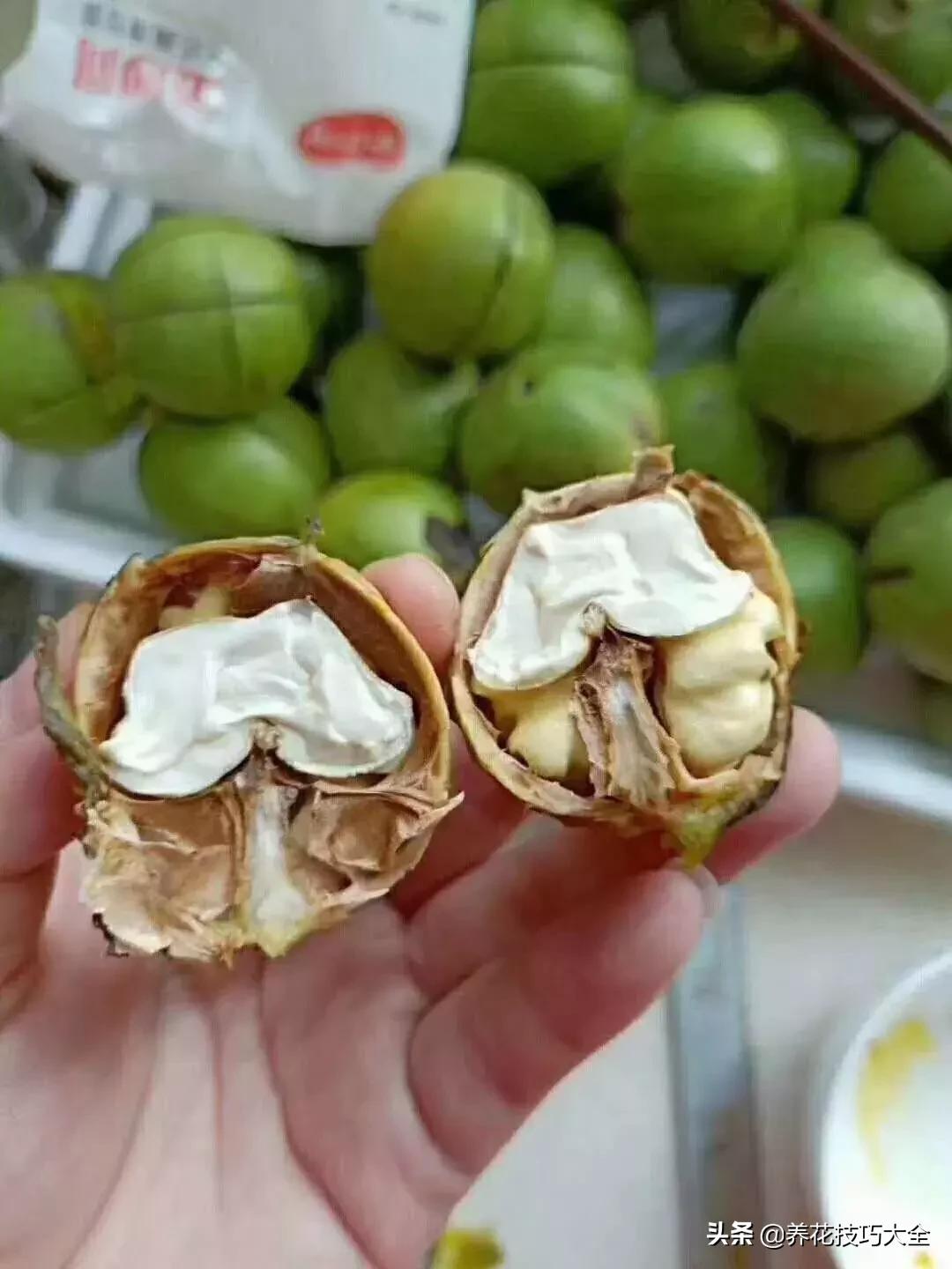 吃个核桃把手镯弄断了,吃个核桃把手弄破了