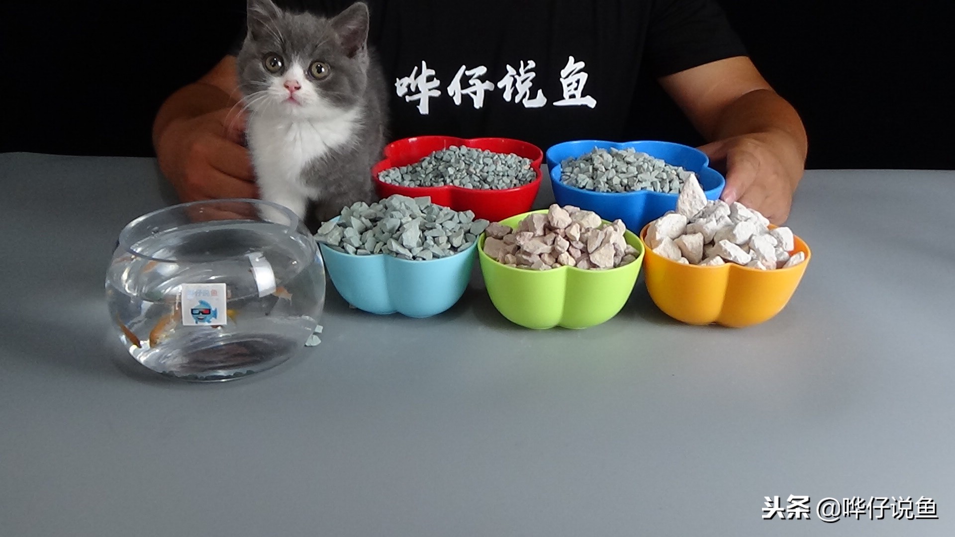 锦鲤是观赏鱼之王么,龙鱼和锦鲤哪个是真正的风水鱼