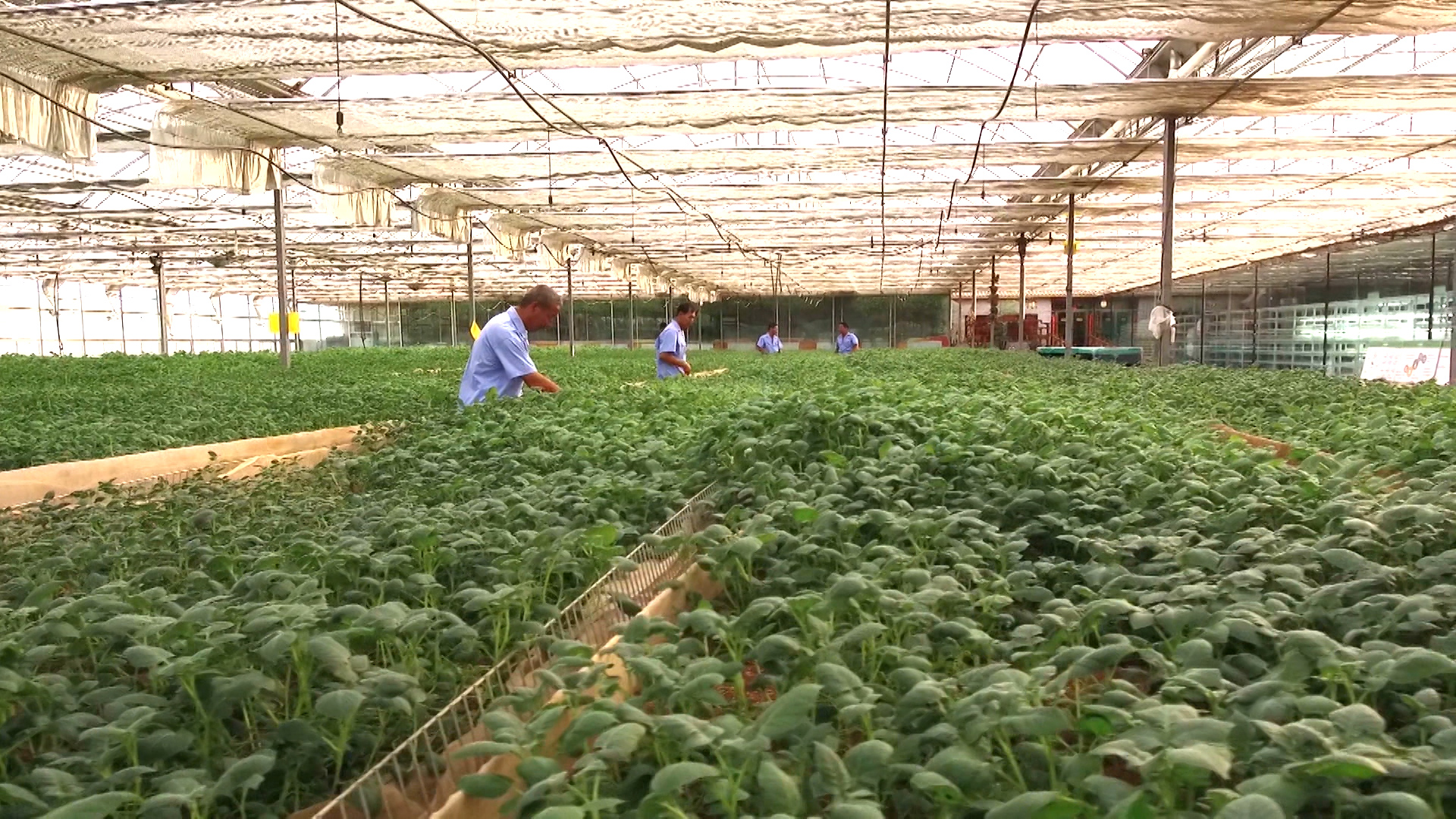 娄烦特产山药疙瘩,太原娄烦种植