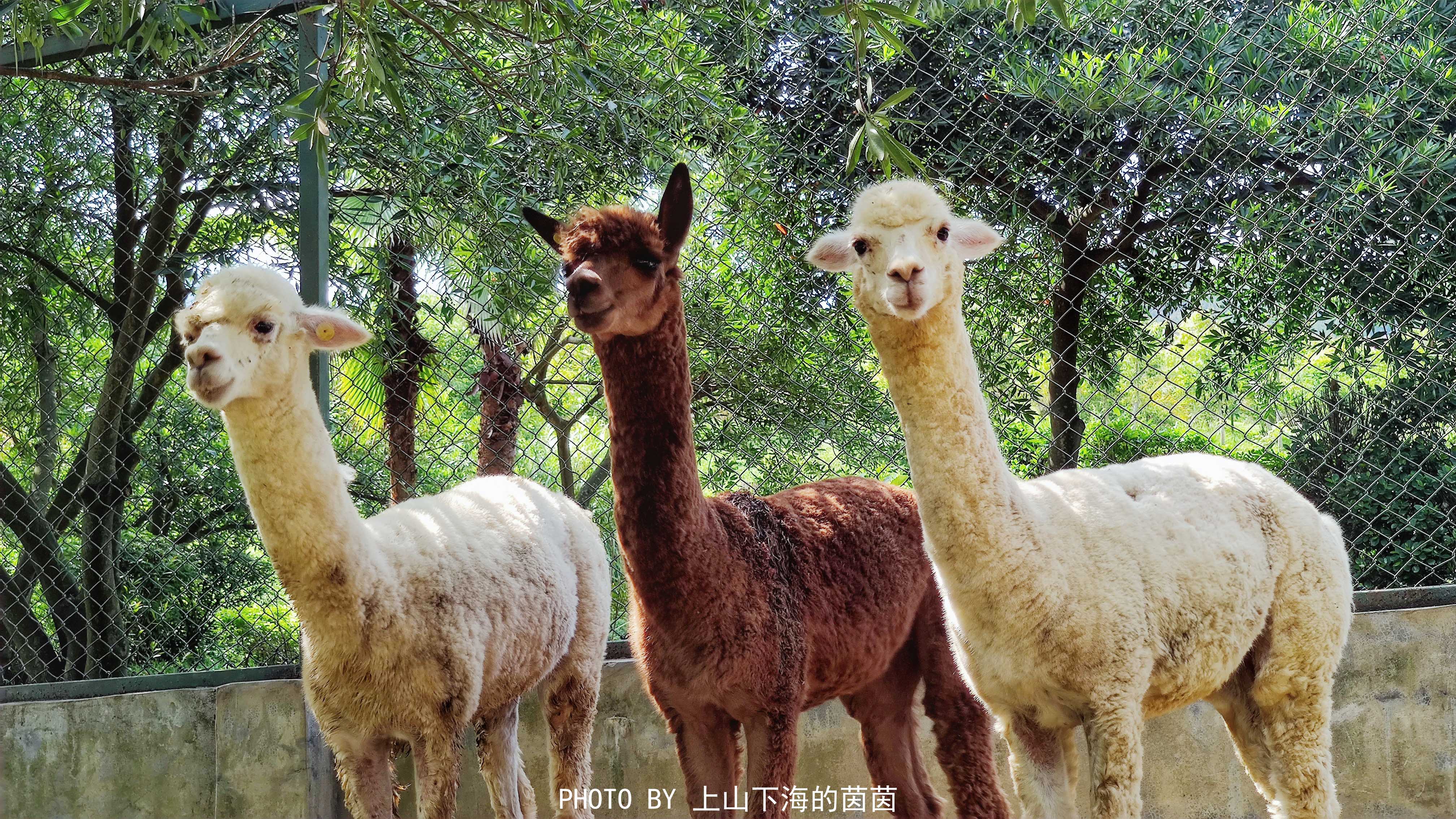 清远市佛冈森波拉度假区,佛冈森波拉度假森林免费攻略