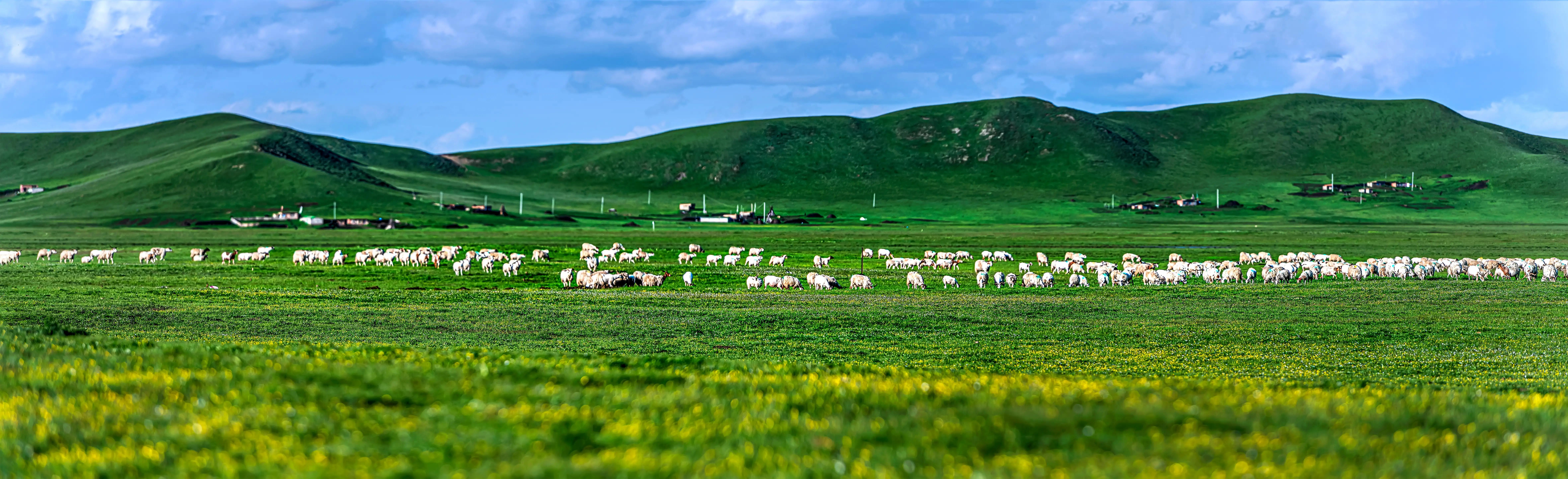 川西甘南十五日环线自驾游,甘南川西环游系列之四