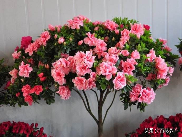 新家摆什么花或绿植好看吸甲醛,室内摆放什么花除甲醛最好