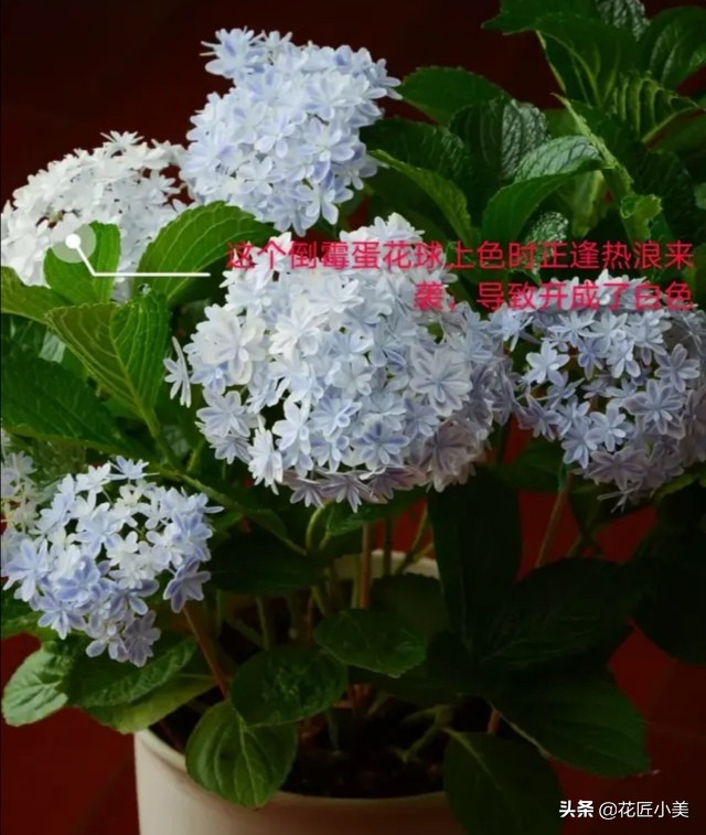 蓝色梦幻绣球,梦幻绣球为什么不开花