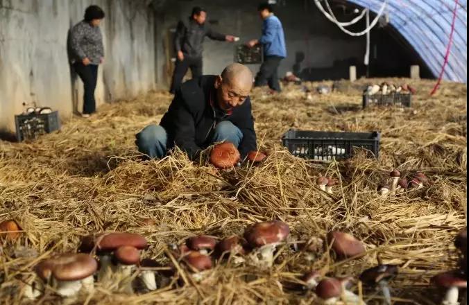 大球盖菇的种植效益回报,大棚大球盖菇亩产量