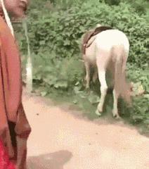 稀有老物件骨头手串,马骨头手串