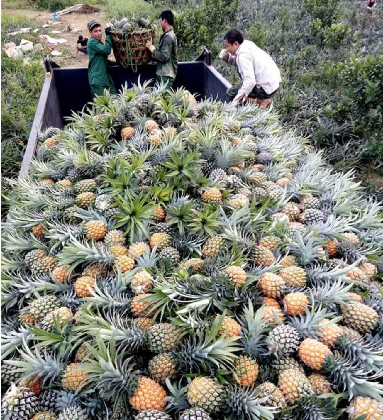 进口越南特色水果创历史新高，越南农民获得可观利润