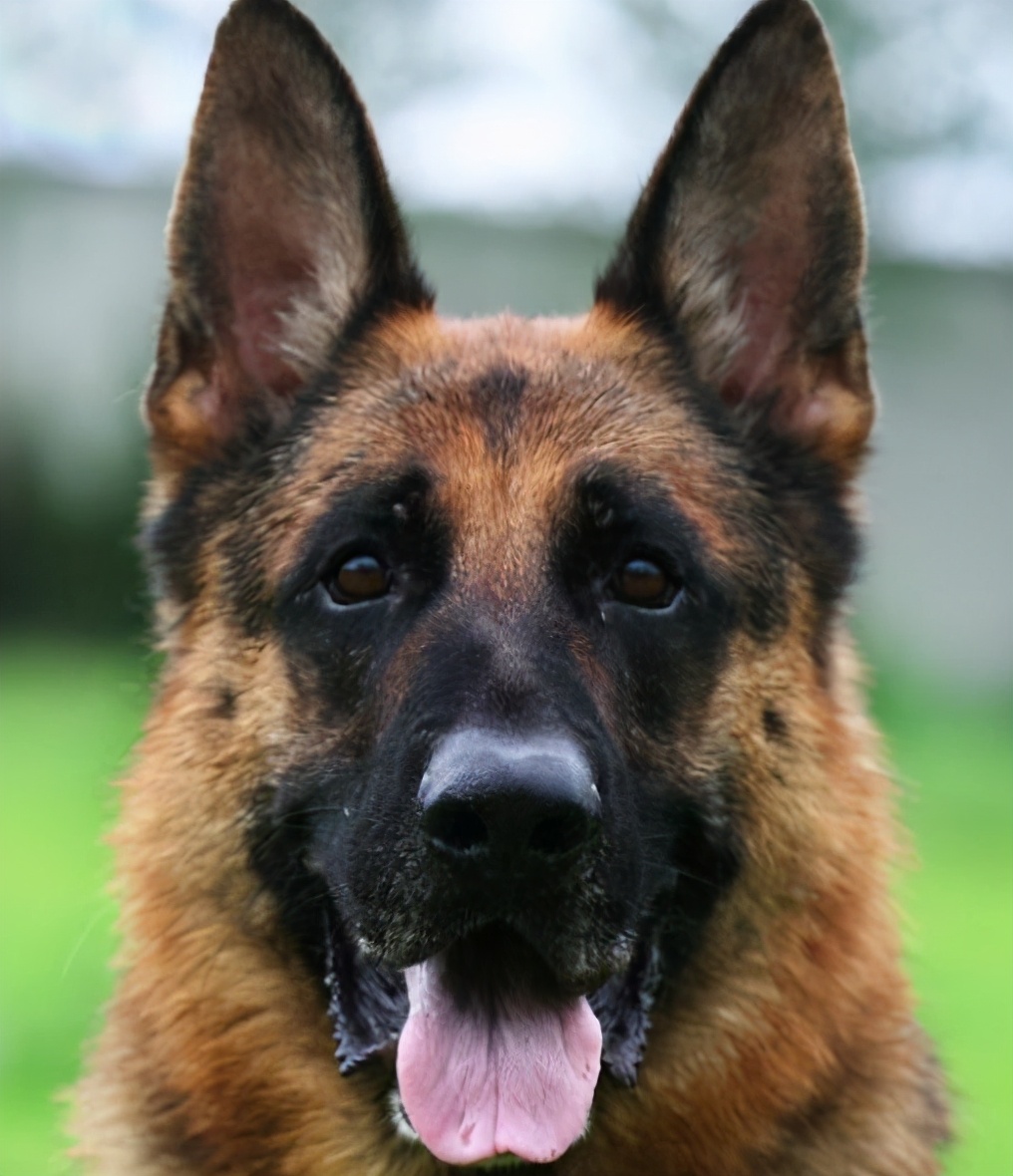 不同国家的狗大比拼,不同国家的狗狗品种结合的样子