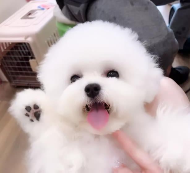 比熊一顿吃多少克狗粮,比熊每次吃多少克狗粮合适