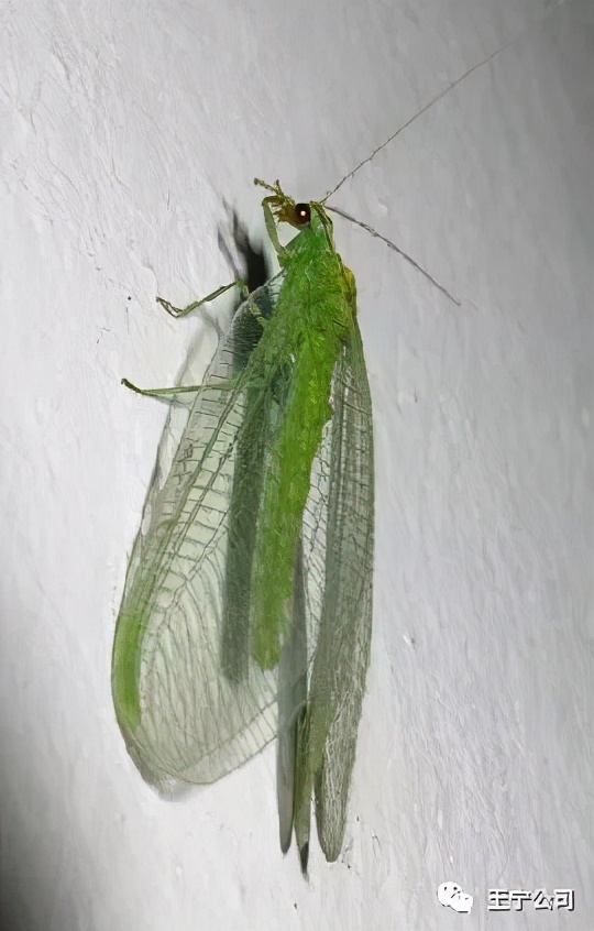 夏播玉米虫害图片大全,玉米虫害图谱高清大图