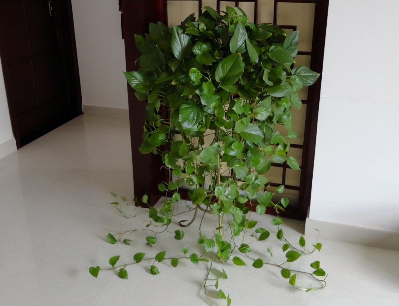 绿萝怎么养叶片长得快,绿萝叶片如何养小