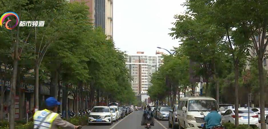 瘆人！红旗路行道树现虫患