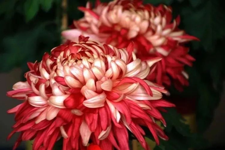 花中四君子菊花,花中四君子菊花的简介