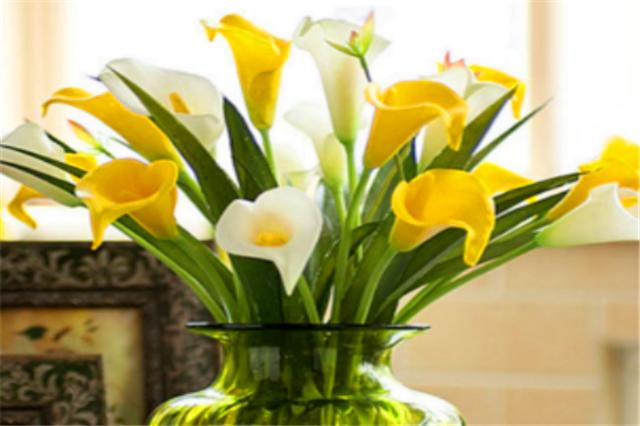 马蹄莲开花后怎么养护和管理,马蹄莲开花的时候能不能换盆