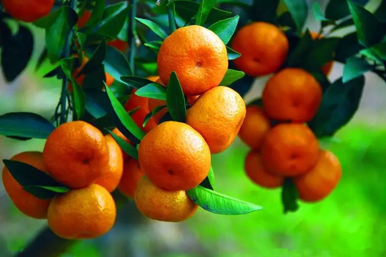 快来摘“喝”矿泉水长大的橘子石榴啦