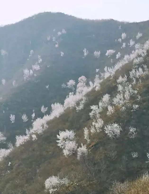 到了京郊这些花开四溢的“仙境”，您简直可以把日子过成诗！