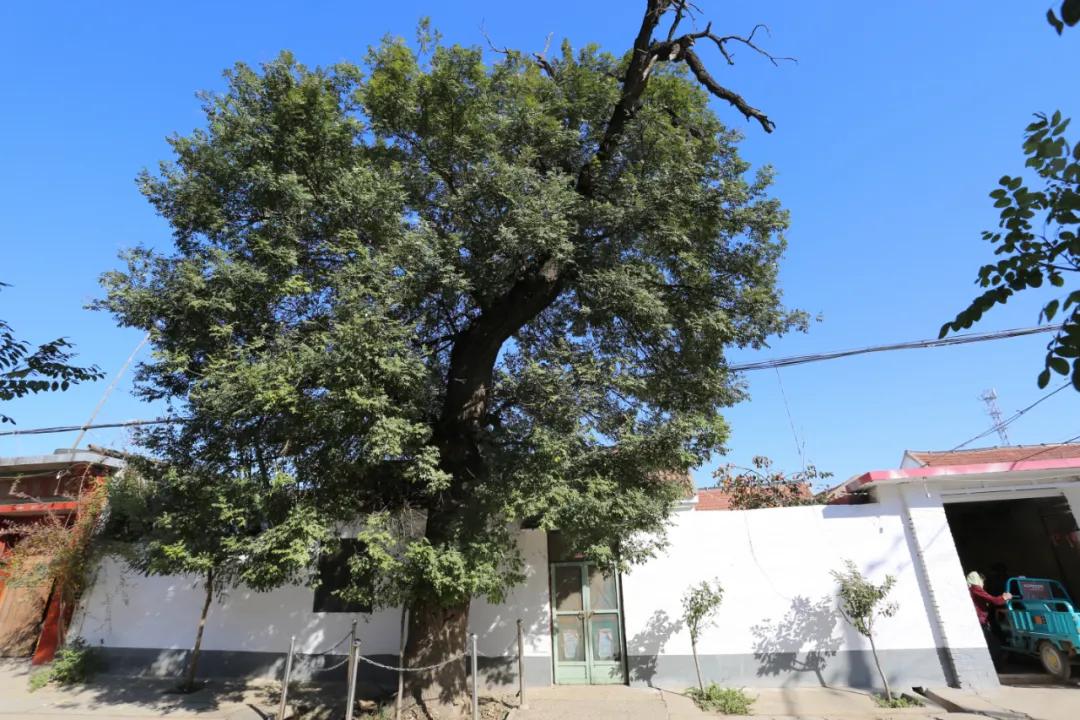 赏鹊林叠翠游魅力李鹊——“好品李鹊”杯短视频大赛开始啦