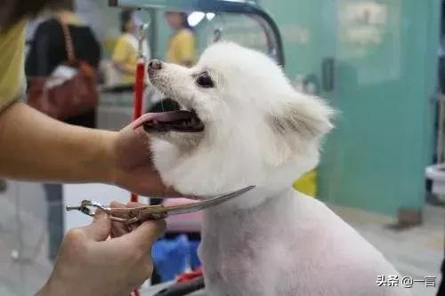 萌宠经济消费升级，藏身汉口北的超值宠物用品基地不容错过