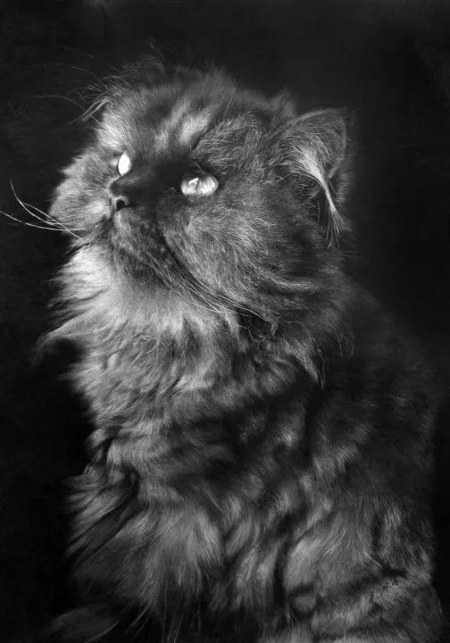 素描动物入门知识,素描动物简单入门教程狗