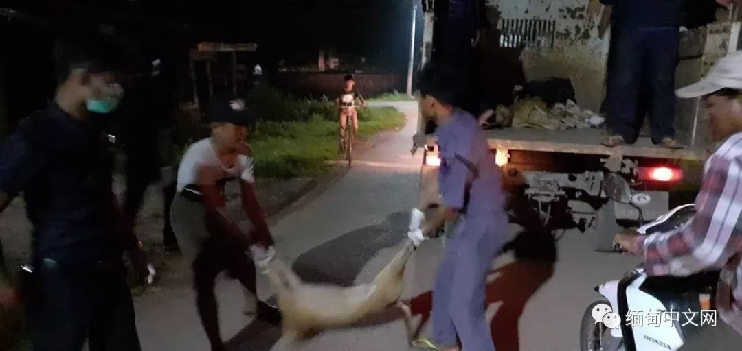 一晚毒杀19条狗狗,毒杀大批狗狗事件