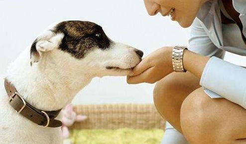 如何纠正狗狗在家随地大小便,3-7天解决狗狗随地大小便