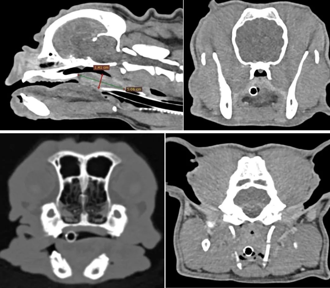 猫咪意外受到重伤怎么治疗,猫咪被车撞了怎么急救