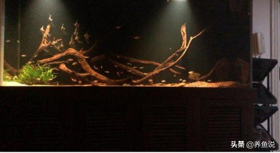 生态鱼缸水发黄原因和解决方法,加过榄仁叶的鱼缸水黄如何会变清