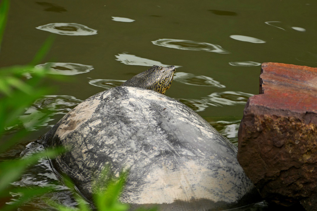 在家饲养小甲鱼的正确方法,家庭鱼池如何养小甲鱼