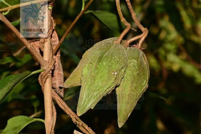 云南人最认同的本地食材,外省人来云南没有见过的菜